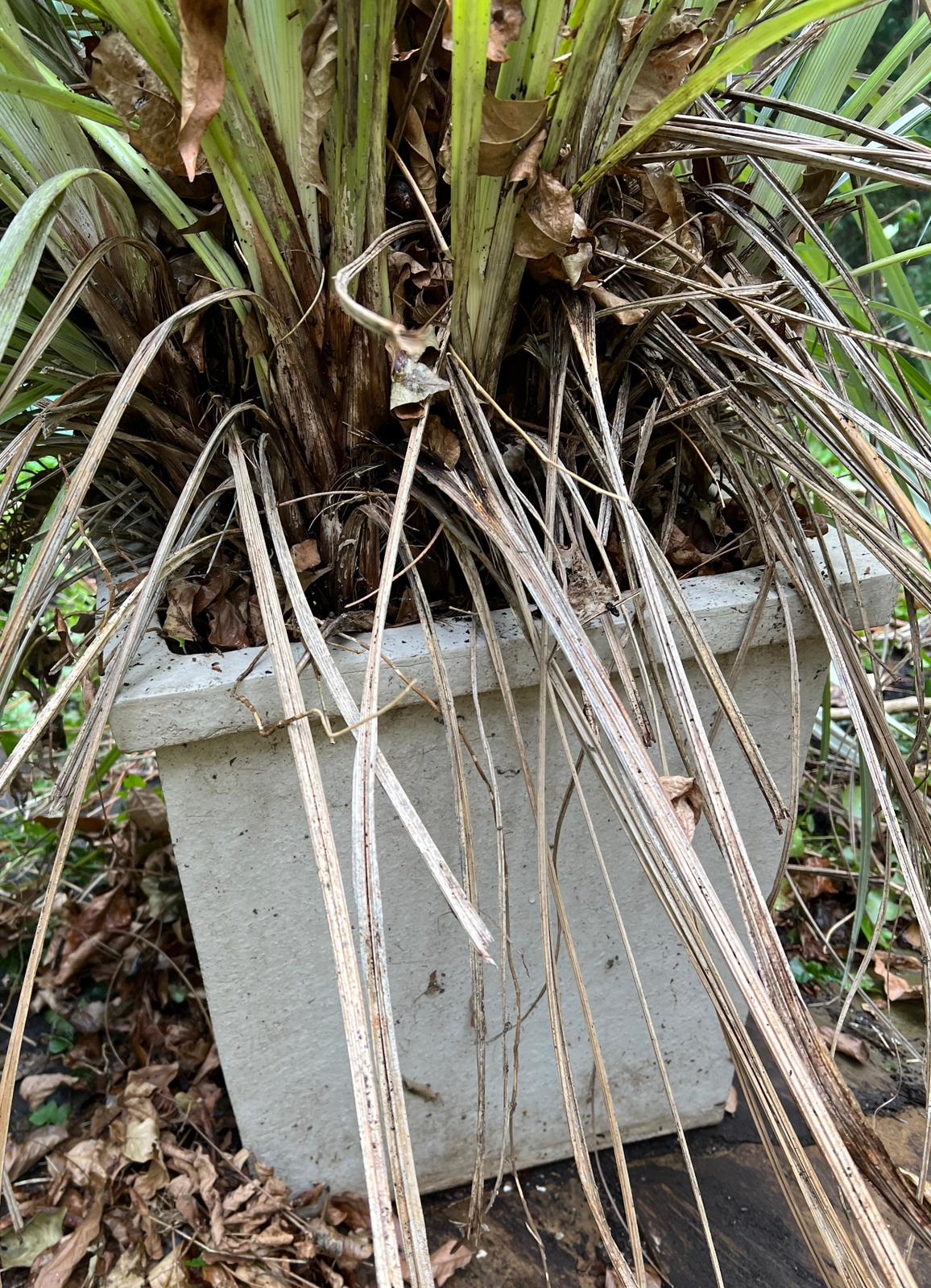 A pair of composite stone planters with reed palm (H47cm Sq43cm) - Image 3 of 3