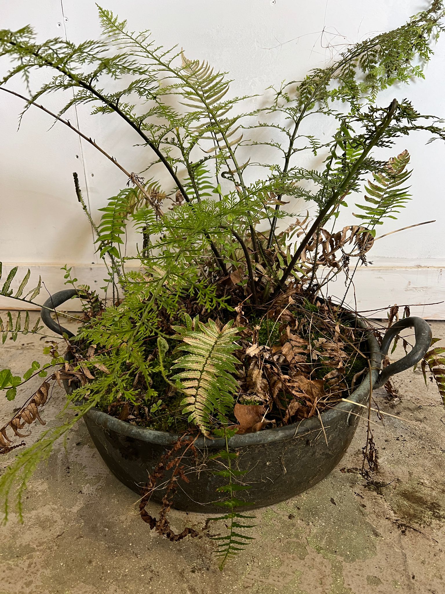 A weathered copper pan used as a planter (H13cm W55cm handle to handle)