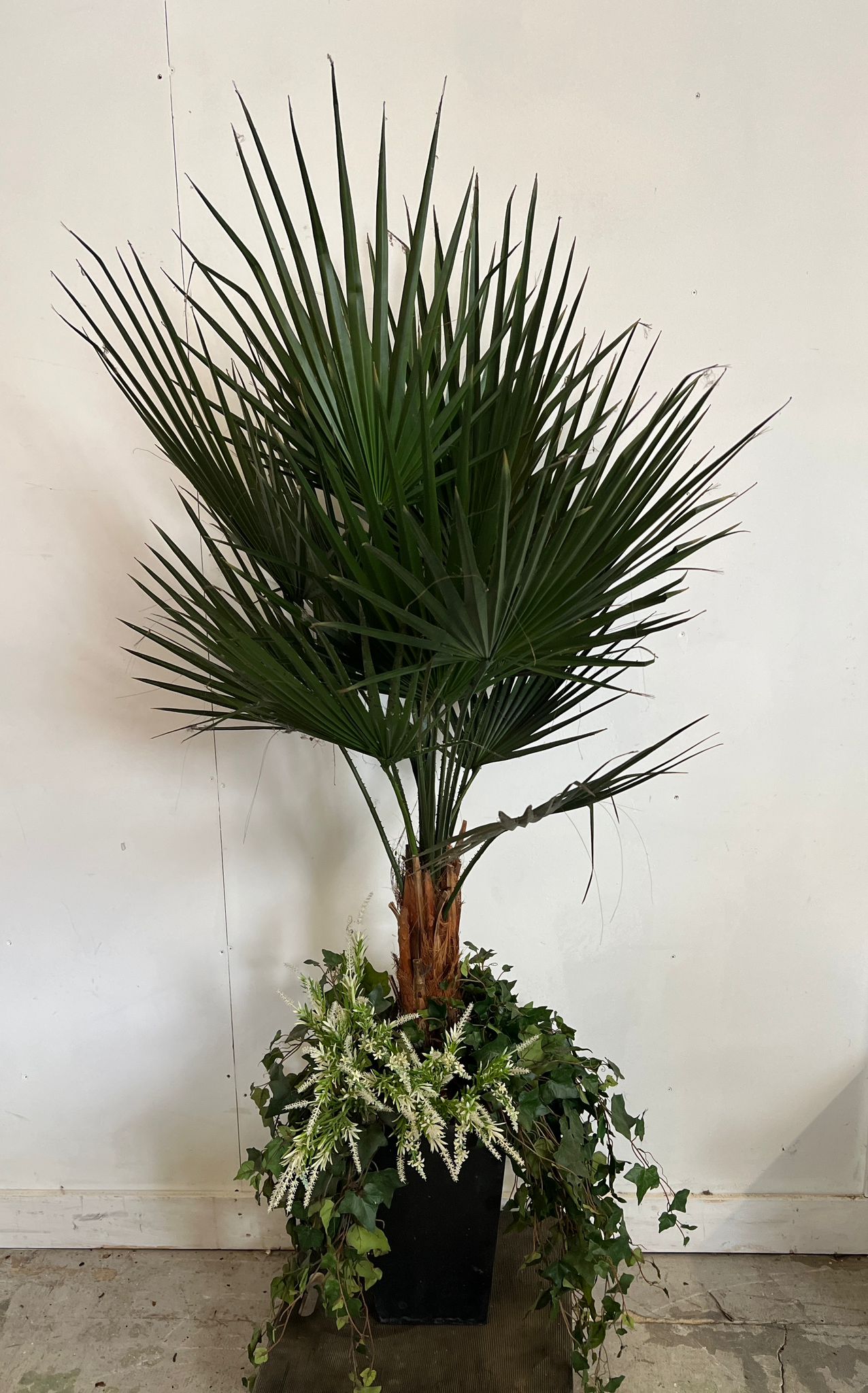 A pair of large artificial palm in a black planter (pot H38cm, total H180cm) - Image 4 of 4