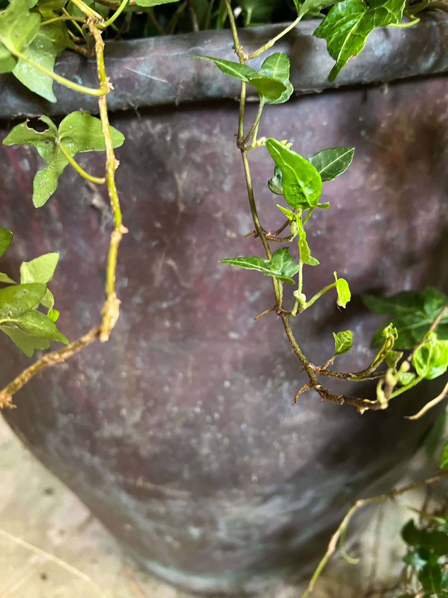 A copper garden planter with roll lip (H56cm Dia55cm) - Image 2 of 3