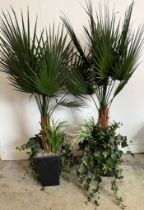 A pair of large artificial palm in a black planter (pot H38cm, total H180cm)