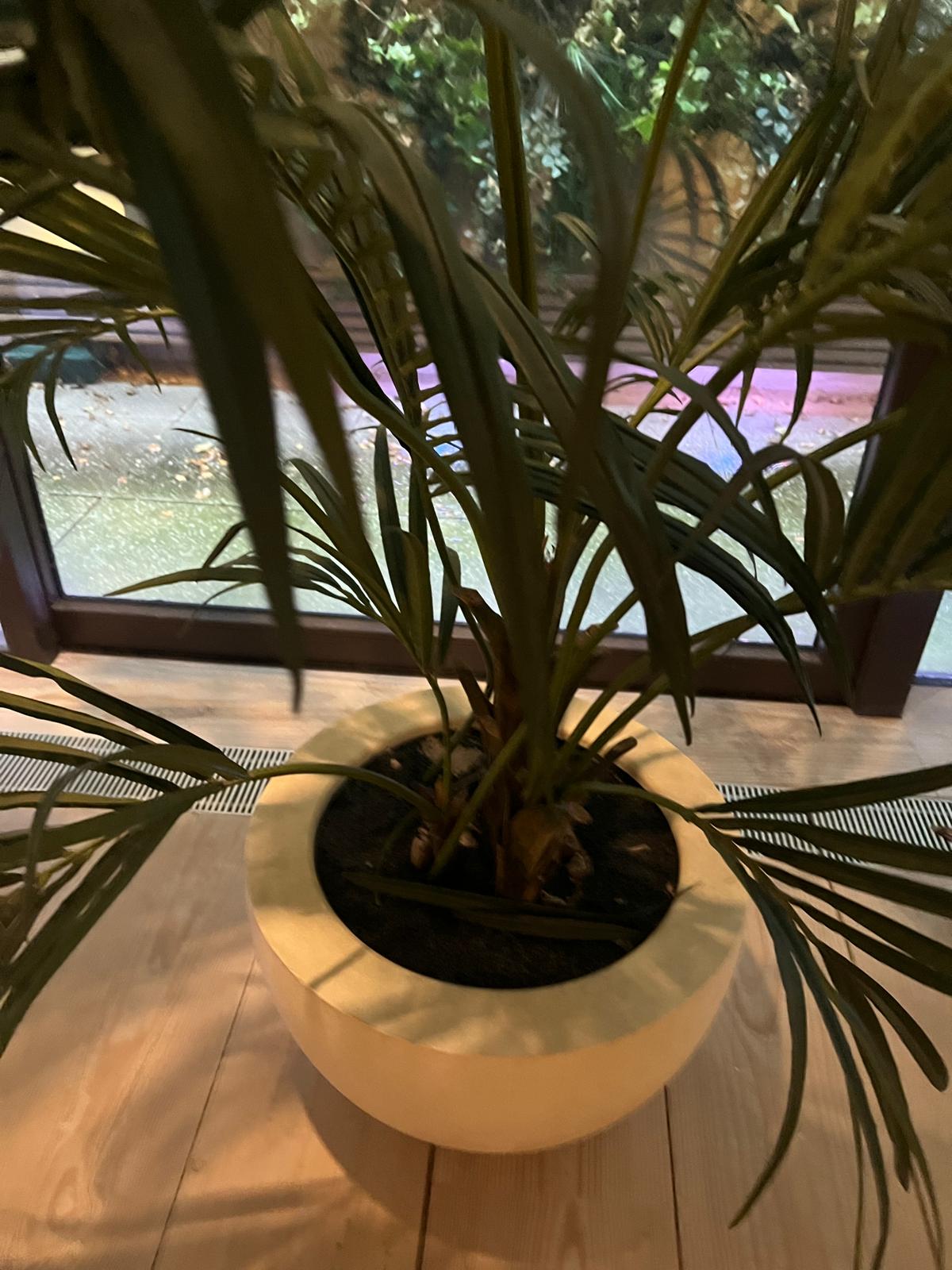 A artificial palm plant in white pot - Image 3 of 3