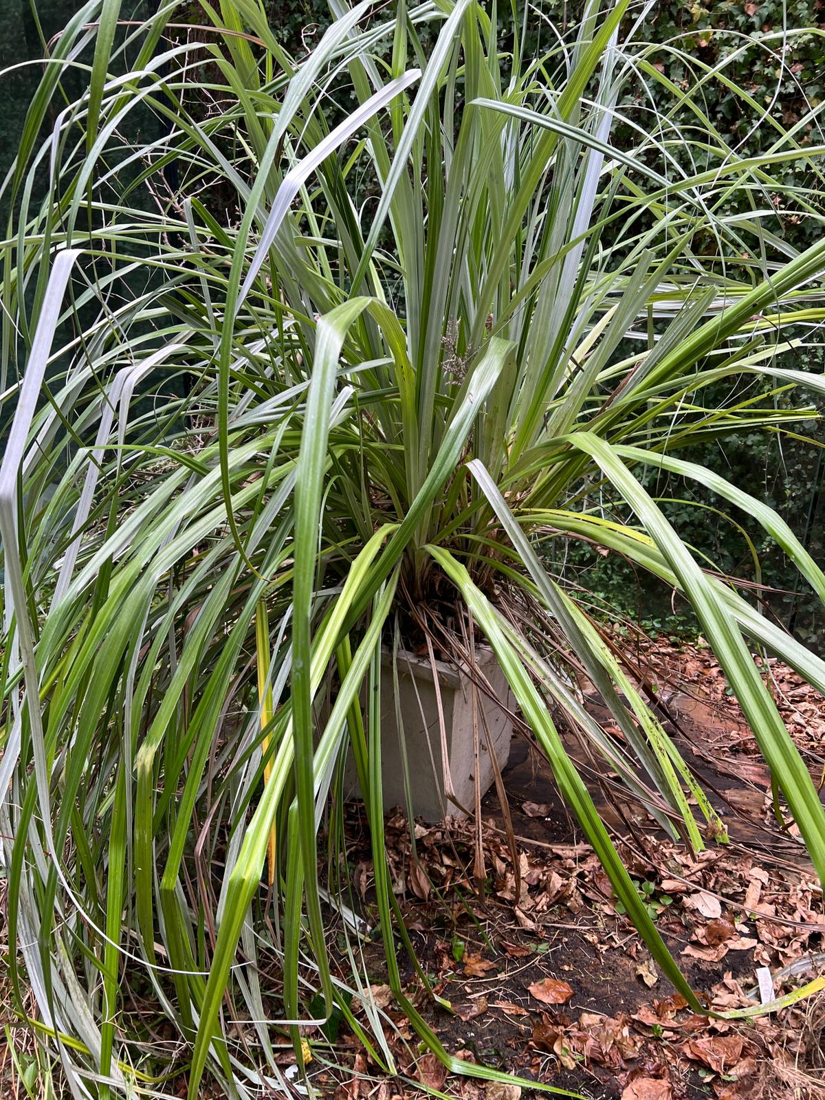 A pair of composite stone planters with reed palm (H47cm Sq43cm) - Image 2 of 3