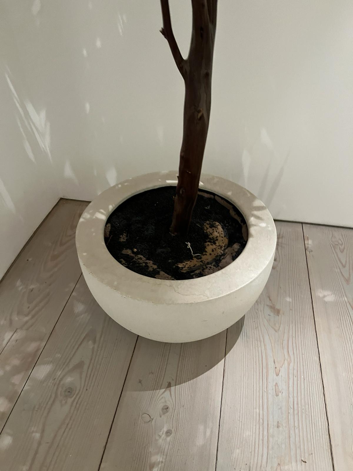An artificial tree in white pot H200cm - Image 2 of 3