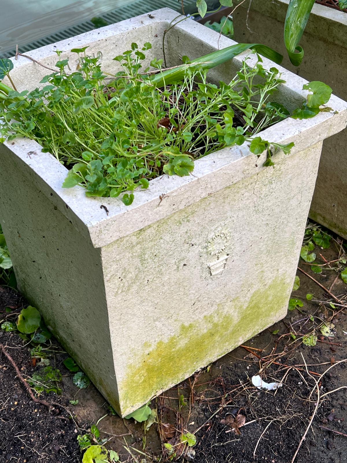 A pair of square planters (H34cm SQ31cm) (One plant AF) - Image 2 of 2