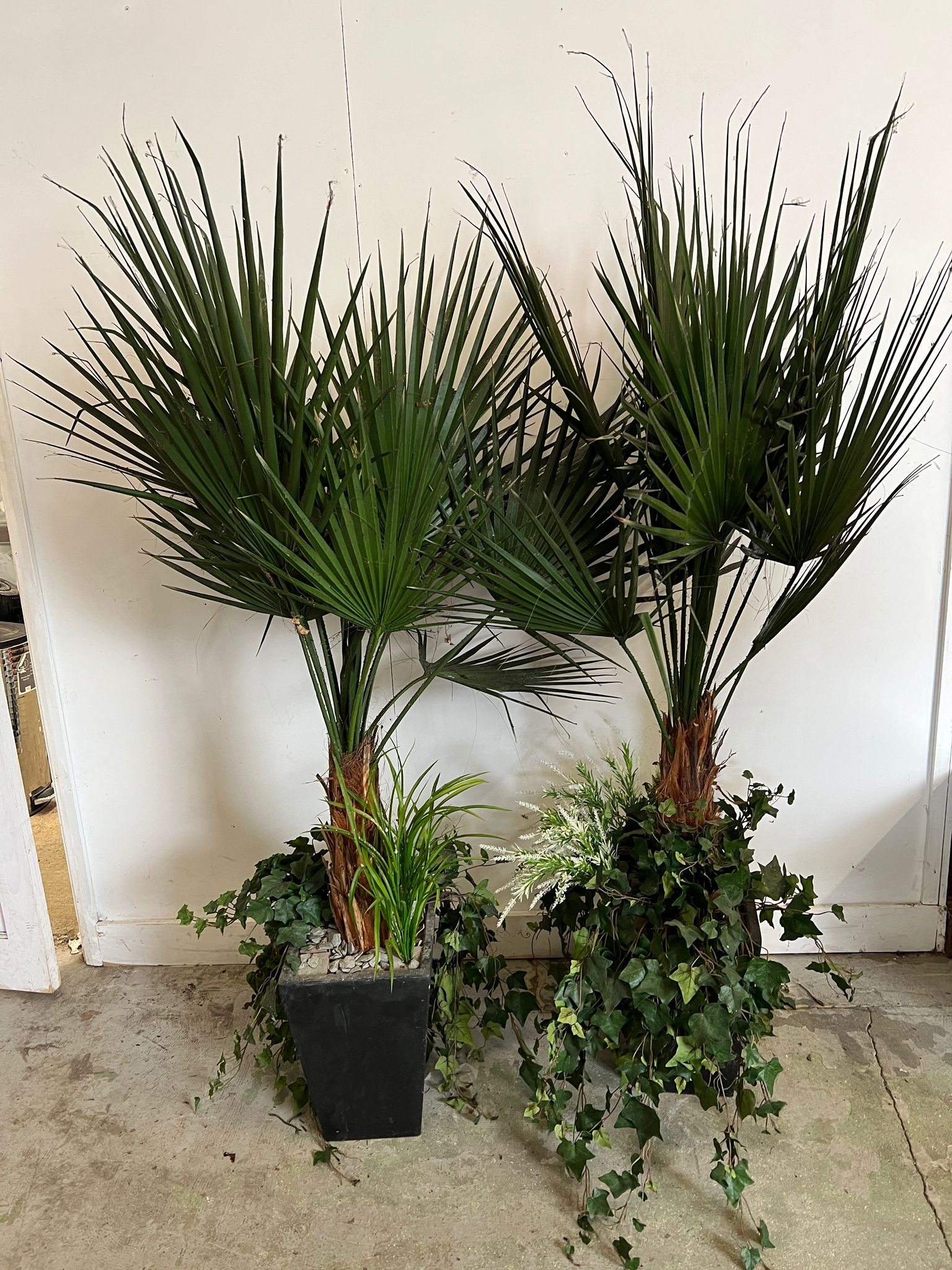 A pair of large artificial palm in a black planter (pot H38cm, total H180cm) - Image 2 of 4