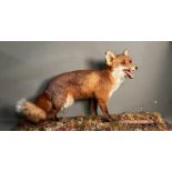A large cased taxidermy of a fox by G.S Harvey of West Sussex.