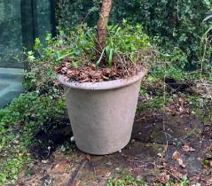 A large composite stone planter (H65cm Dia65cm) Condition Report Tree cut was possibly a fig tree