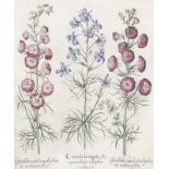 BOTANIK: Consolida regalis Aruensis flore simplici violaveo; Consolida regalis multiplicato incarna
