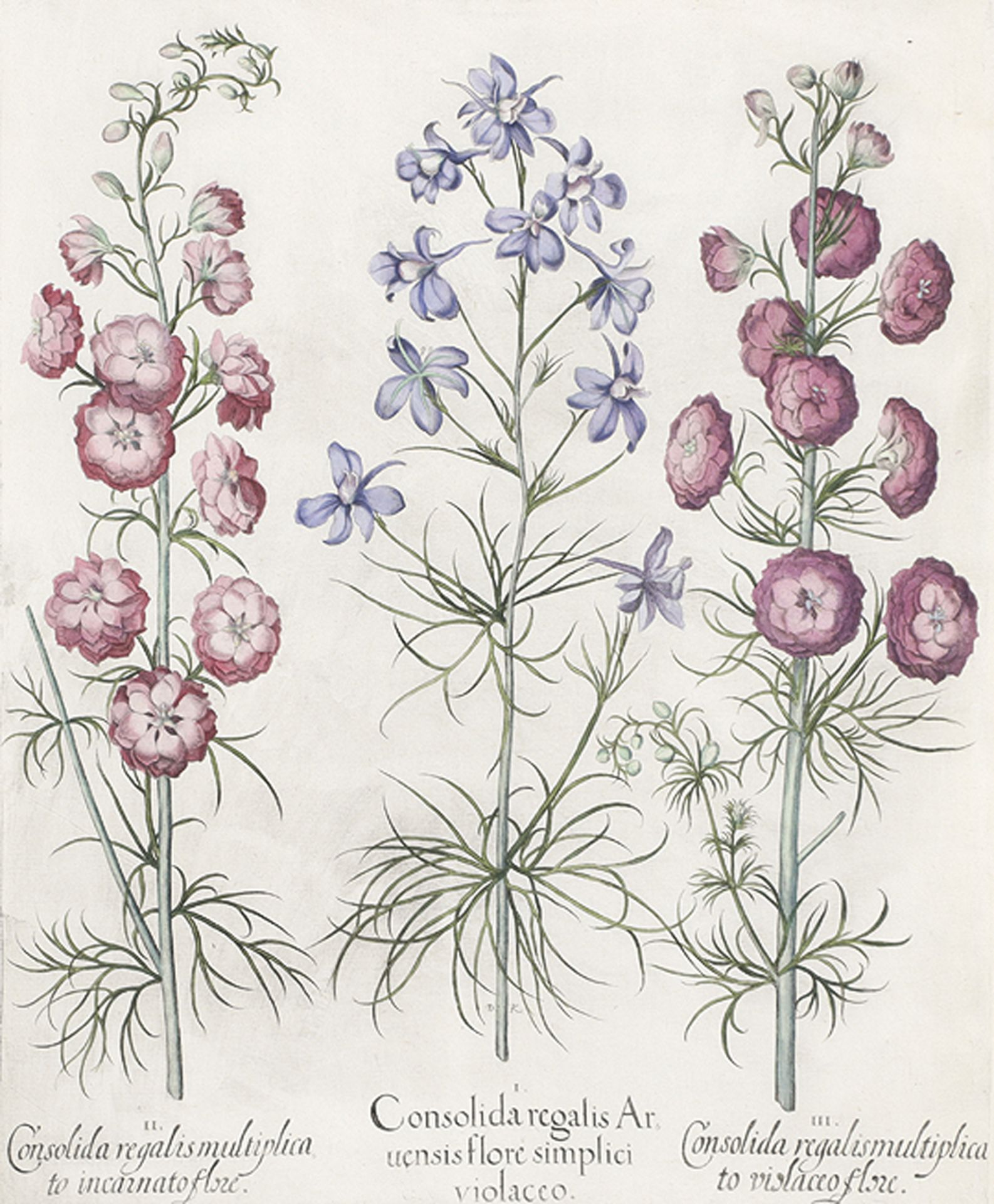 BOTANIK: Consolida regalis Aruensis flore simplici violaveo; Consolida regalis multiplicato incarna