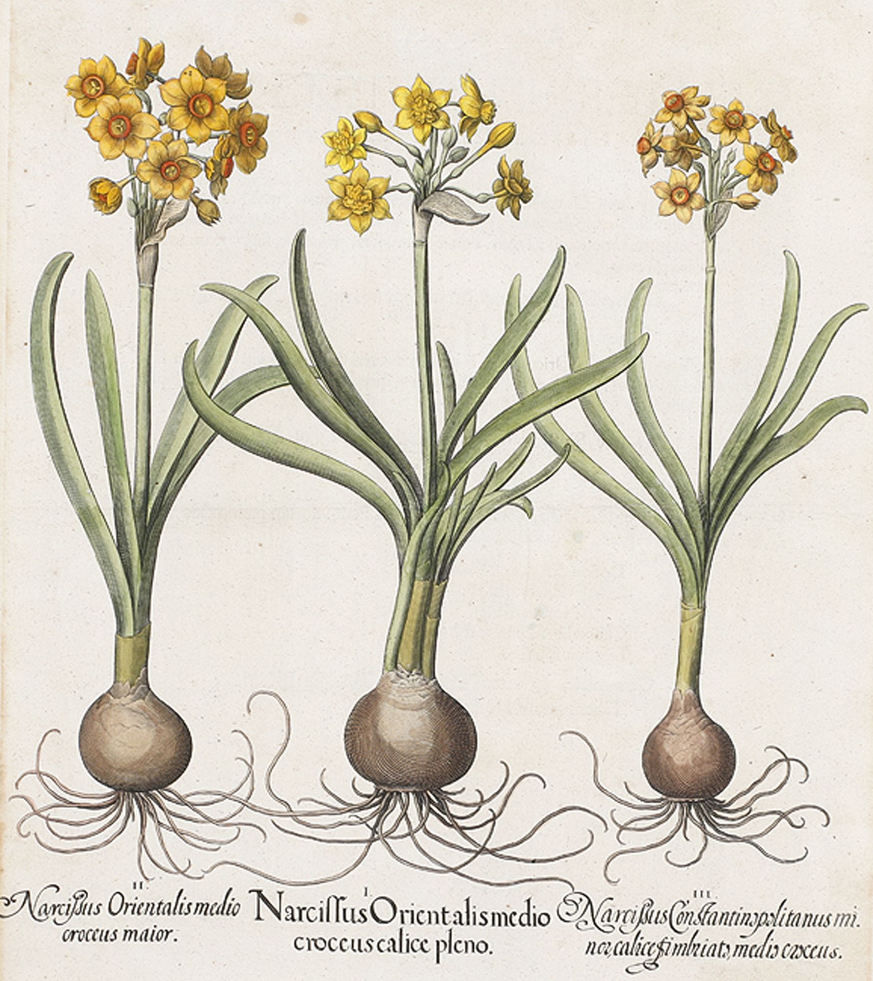 BOTANIK: Narcissus Orientalis medio croceus calice pleno; Narcißus Orientalis croceus maior; Narciß