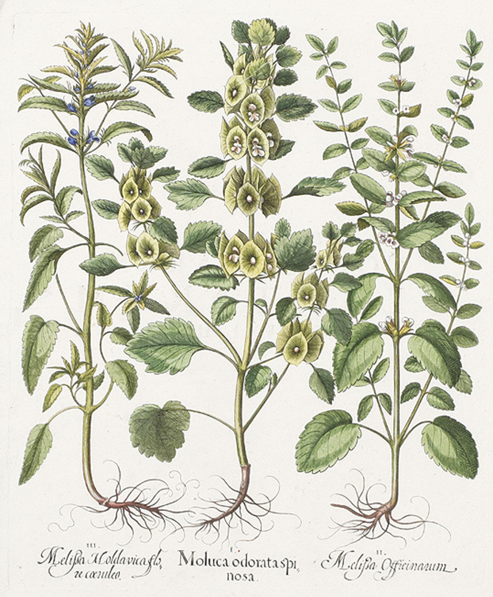 BOTANIK: Moluca odorata spinosa; Melißa Officinarum; Melißa Moldavica flore coeruleo.