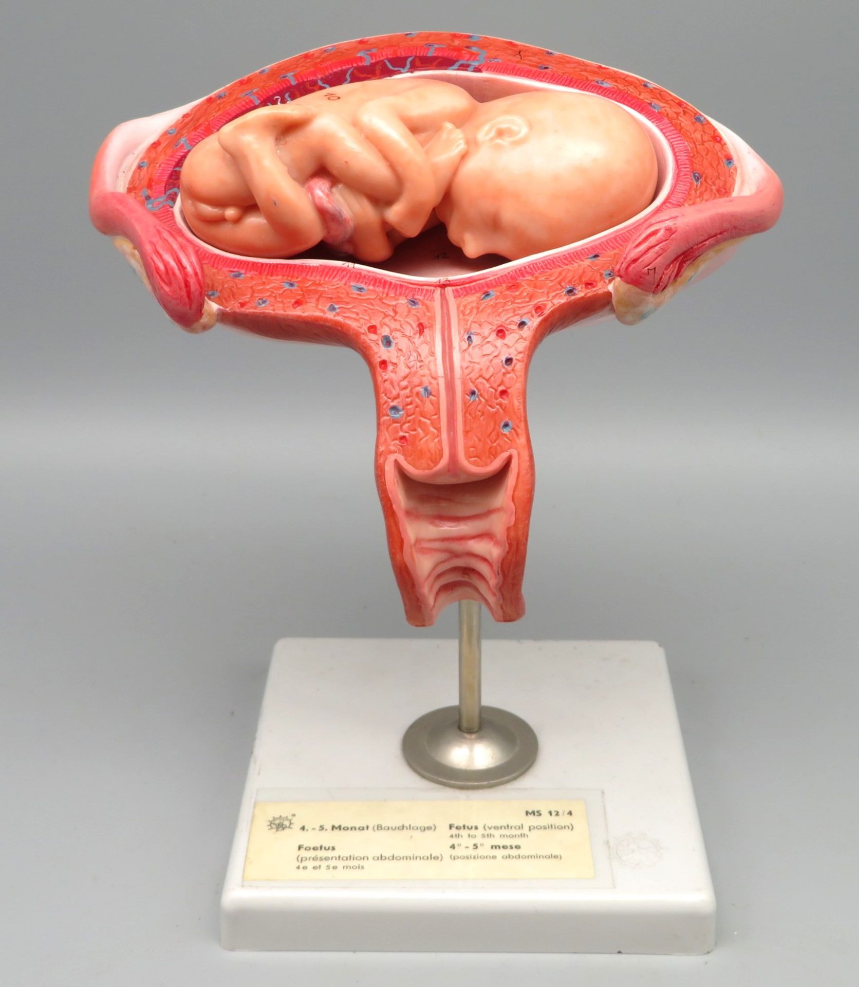 Medizinisches Modell, 1970er Jahre, Fötus (4. bis 5. Monat) in Bauchlage, Kunststoff bemalt, gem. "