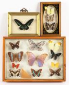 Sammlung Schmetterlinge, in drei Schaukästen,