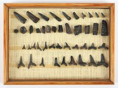 Sammlung fossile Haifischzähne, gerahmt
