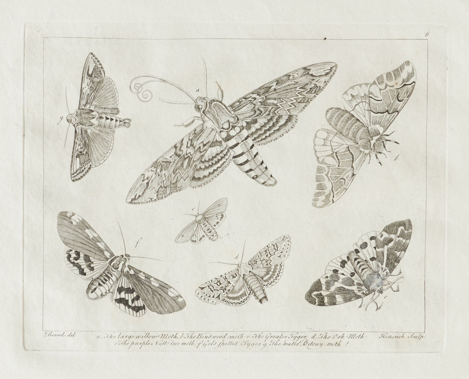 Entomologie - (Rösel von Rosenhof, A. J.), - Bild 3 aus 4
