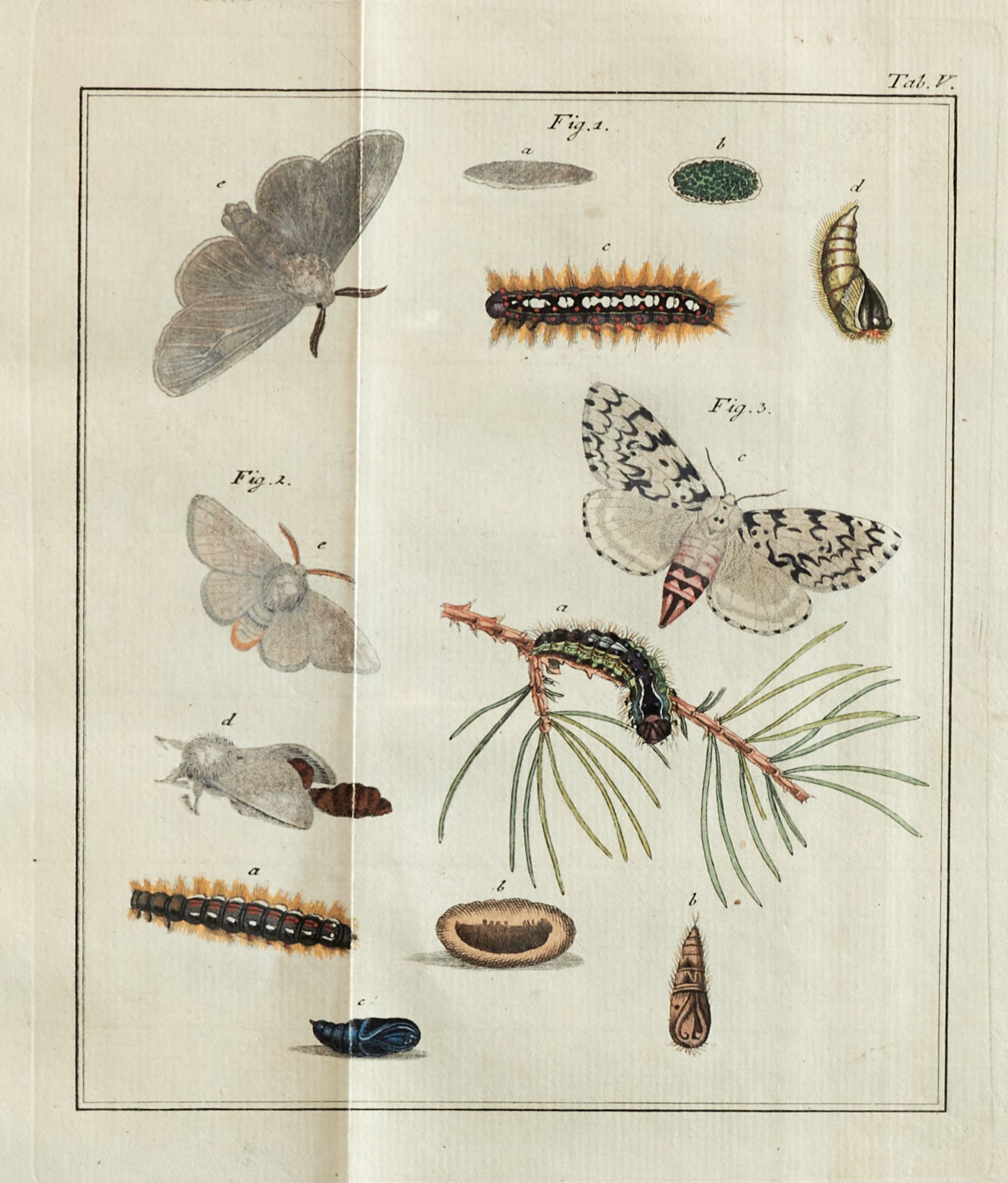 Entomologie - Bechstein, J. M., und G. L. Scharfenberg, - Image 5 of 5