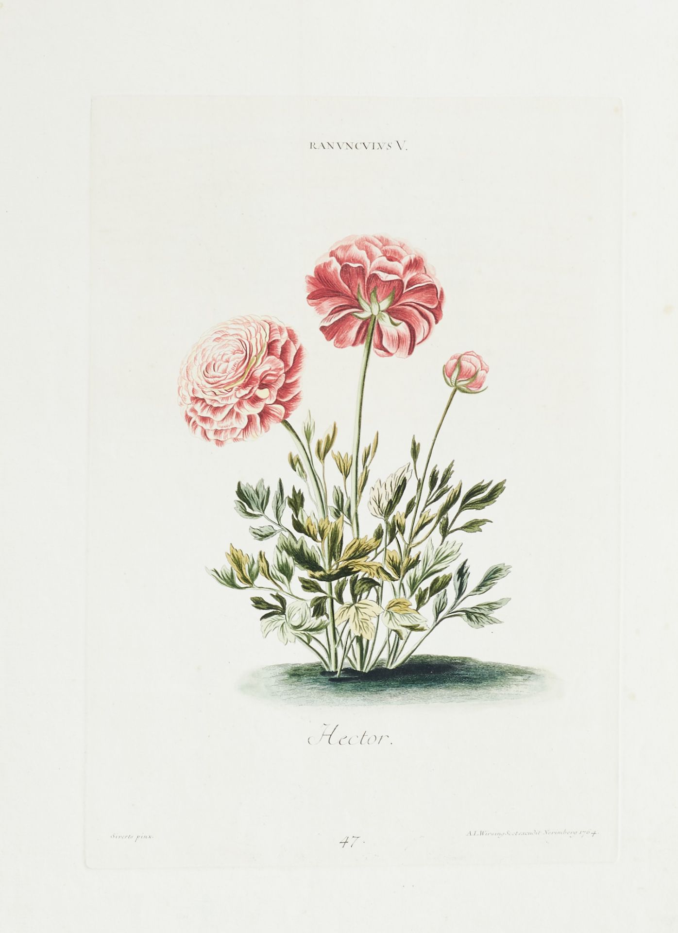 Flora - Sammlung - - Image 3 of 5