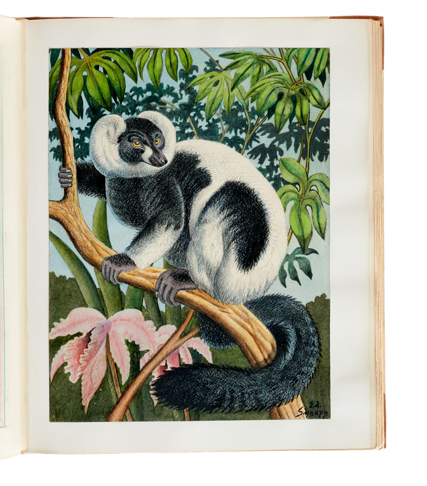 Zoologie - "Im Reiche der Lemuren u. Makis. - Image 4 of 7