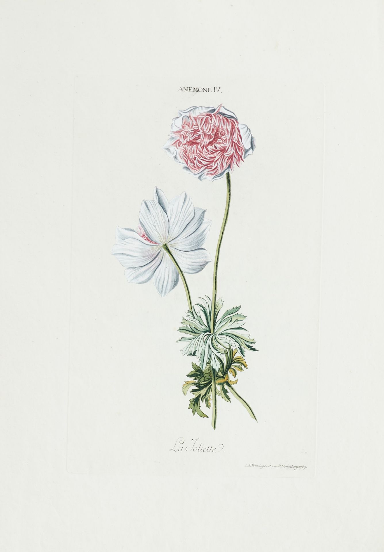 Flora - Sammlung - - Image 2 of 5