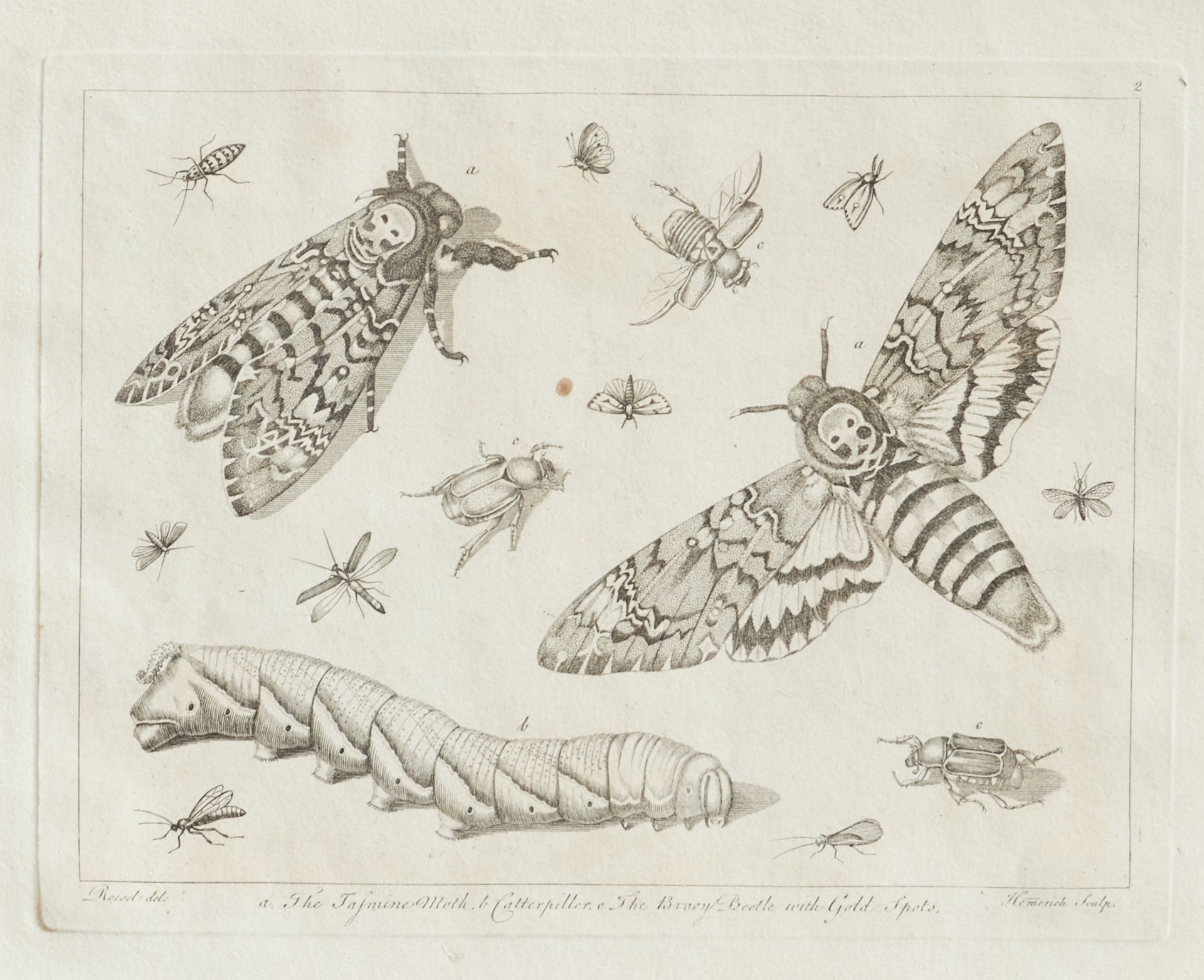 Entomologie - (Rösel von Rosenhof, A. J.), - Bild 2 aus 4