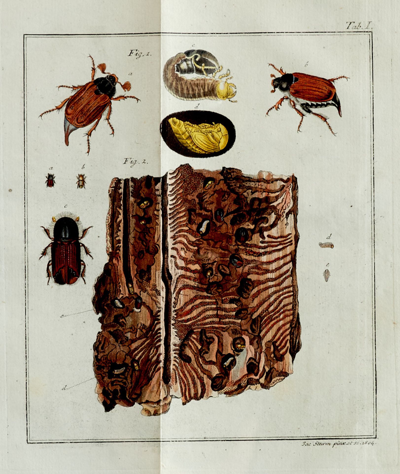 Entomologie - Bechstein, J. M., und G. L. Scharfenberg, - Image 3 of 5