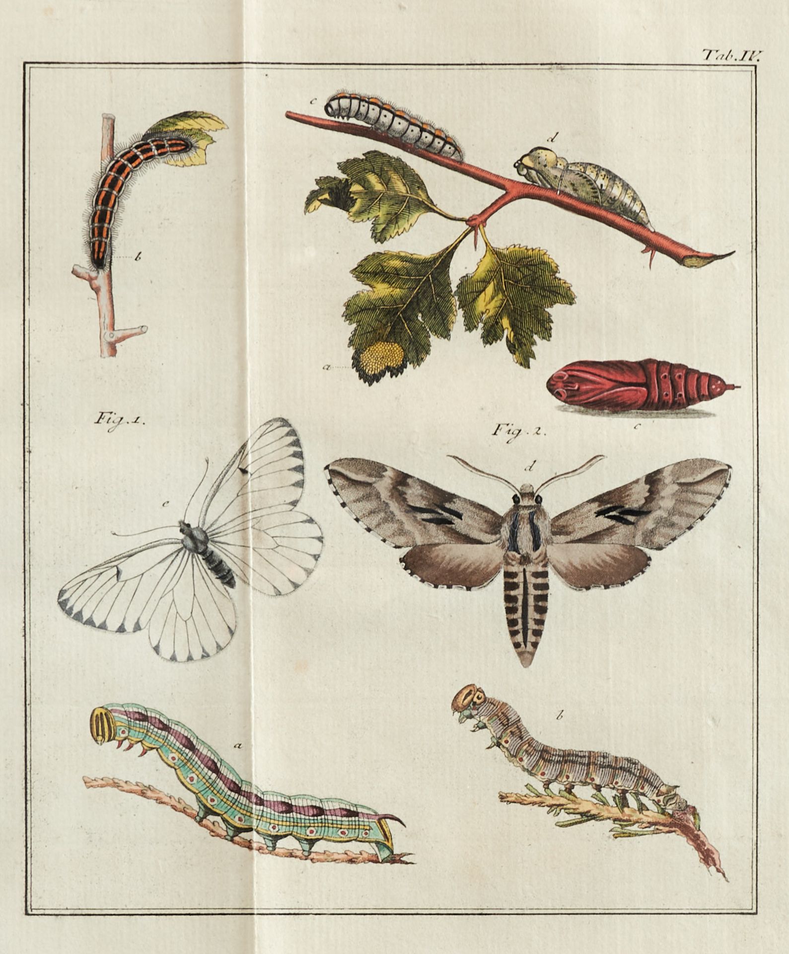 Entomologie - Bechstein, J. M., und G. L. Scharfenberg, - Image 4 of 5