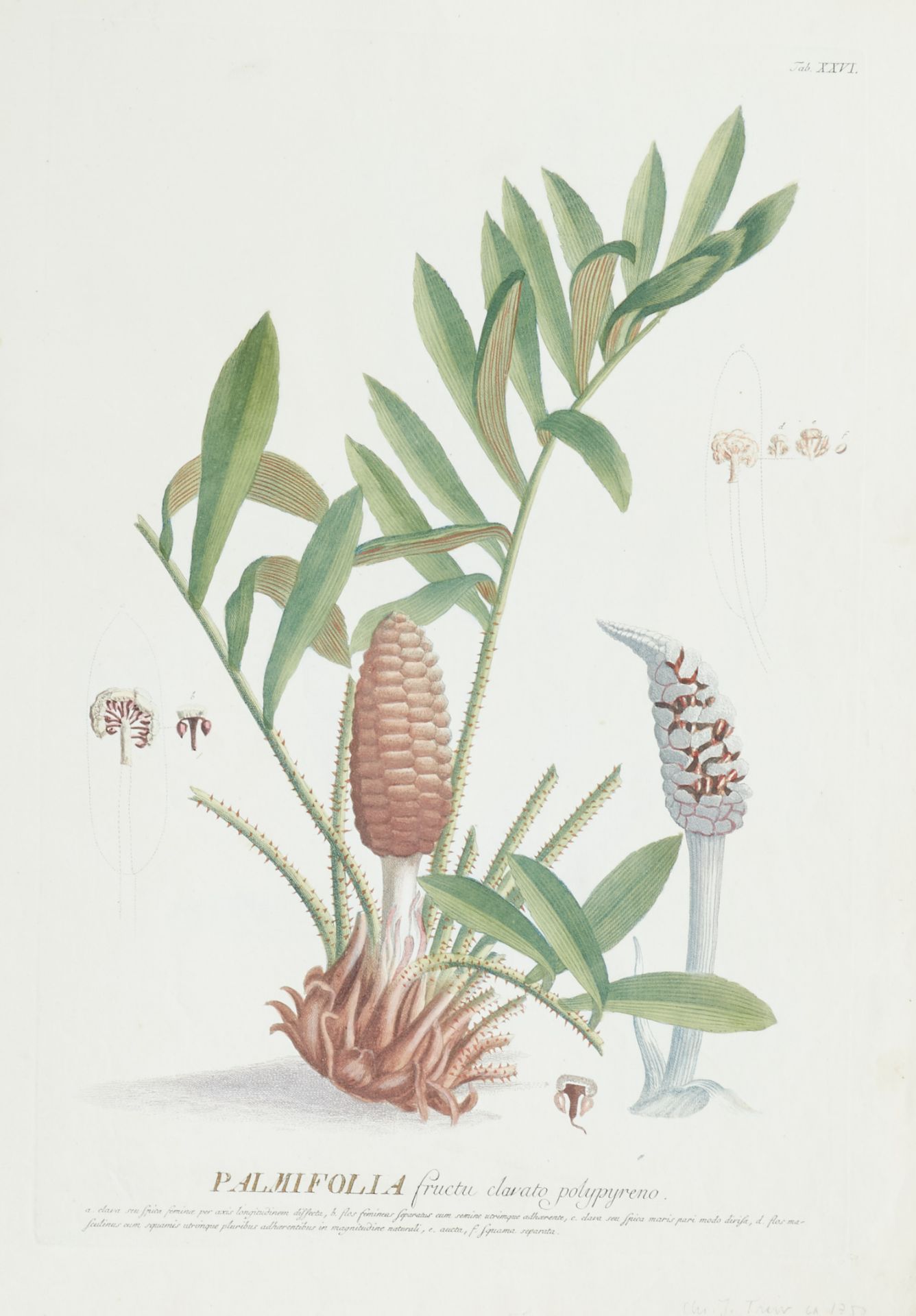 Flora - Sammlung - - Image 4 of 5