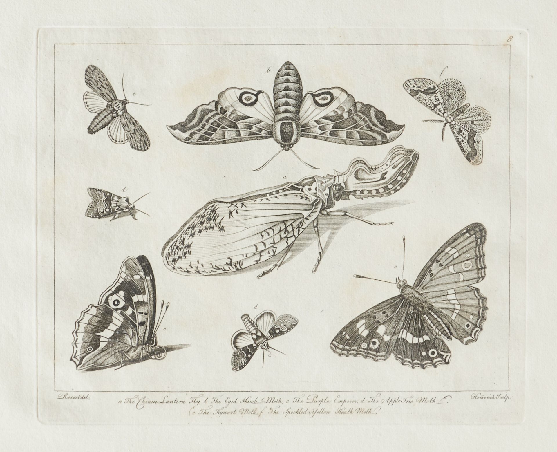 Entomologie - (Rösel von Rosenhof, A. J.), - Bild 4 aus 4
