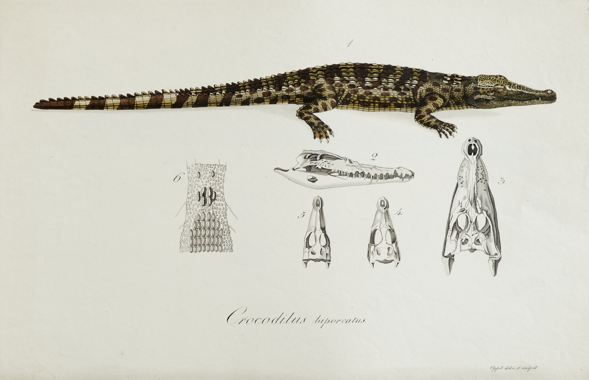 Herpetologie - Tiedemann, F., Oppel, (N.) M., und J. Liboschitz, - Image 3 of 4