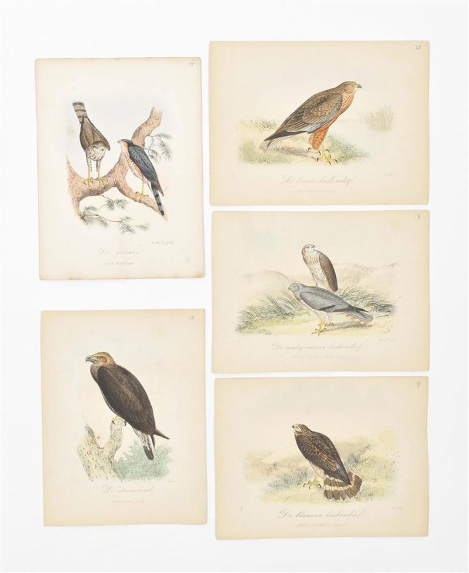 [Ornithology] 350 loose handcoloured lithographs of birds - Bild 4 aus 6