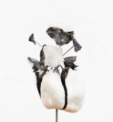 Julius von Bismarck (1983 in Breisach am Rhein – lebt in Berlin)