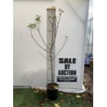 ONE GREENGAGE TREE 'OLD GREENGAGE' APPROX 2 METRES IN HEIGHT IN A 12 LTR POT. SELECTED BY RHS FOR