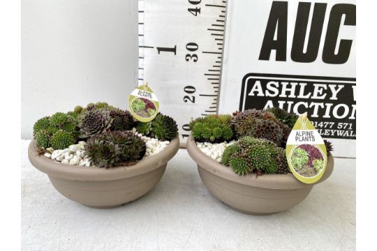 TWO SHALLOW DECORATIVE BOWLS FILLED WITH ALPINE PLANTS - SEMPERVIVUMS ETC AND COLOURED GRAVEL. BOWLS - Image 4 of 14