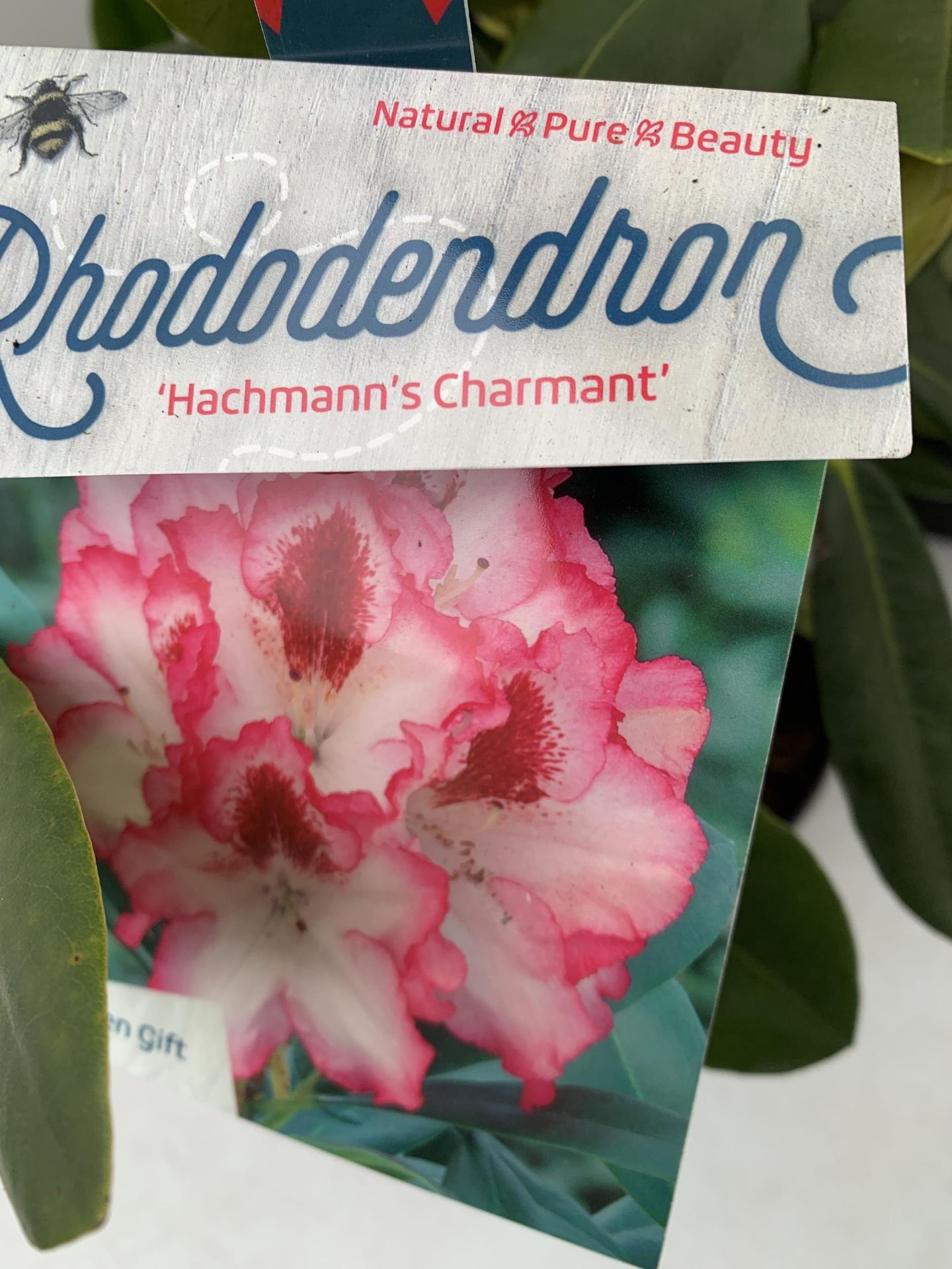 TWO LARGE RHODODENDRONS IN DARK PINK 'HANS HACHMANN' AND PINK /WHITE 'HACHMANN'S' CHARMANT'. IN BUD, - Image 10 of 13