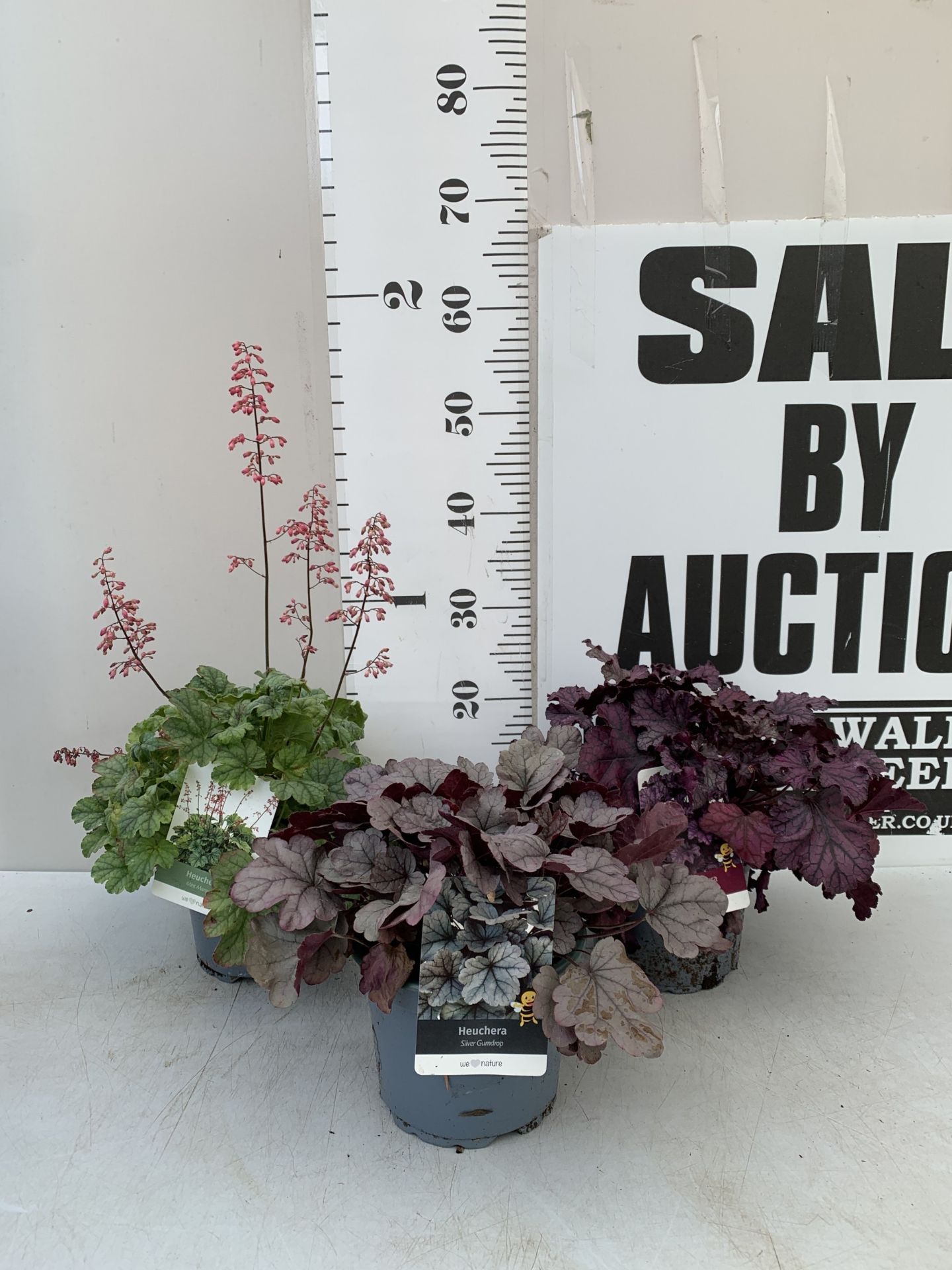 THREE MIXED COLOUR HEUCHERA - ONE 'FROSTY NIGHT', ONE 'SILVER GUMDROP' AND ONE 'MINT MARQUESS' .IN 2
