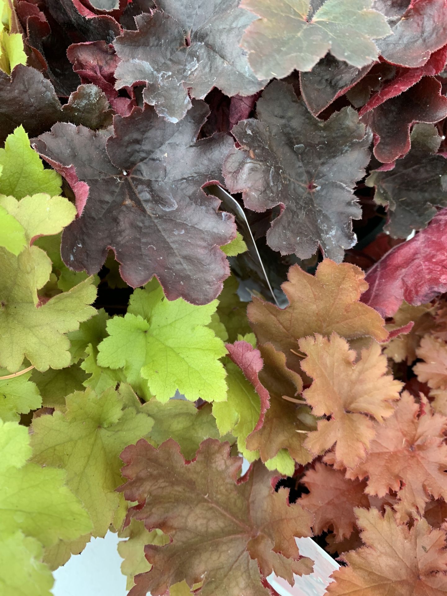 THREE MIXED COLOUR HEUCHERA - ONE 'STARRY NIGHT', ONE 'MARMALADE' AND ONE 'CHATEAU ROUGE' .IN 2 - Image 3 of 6