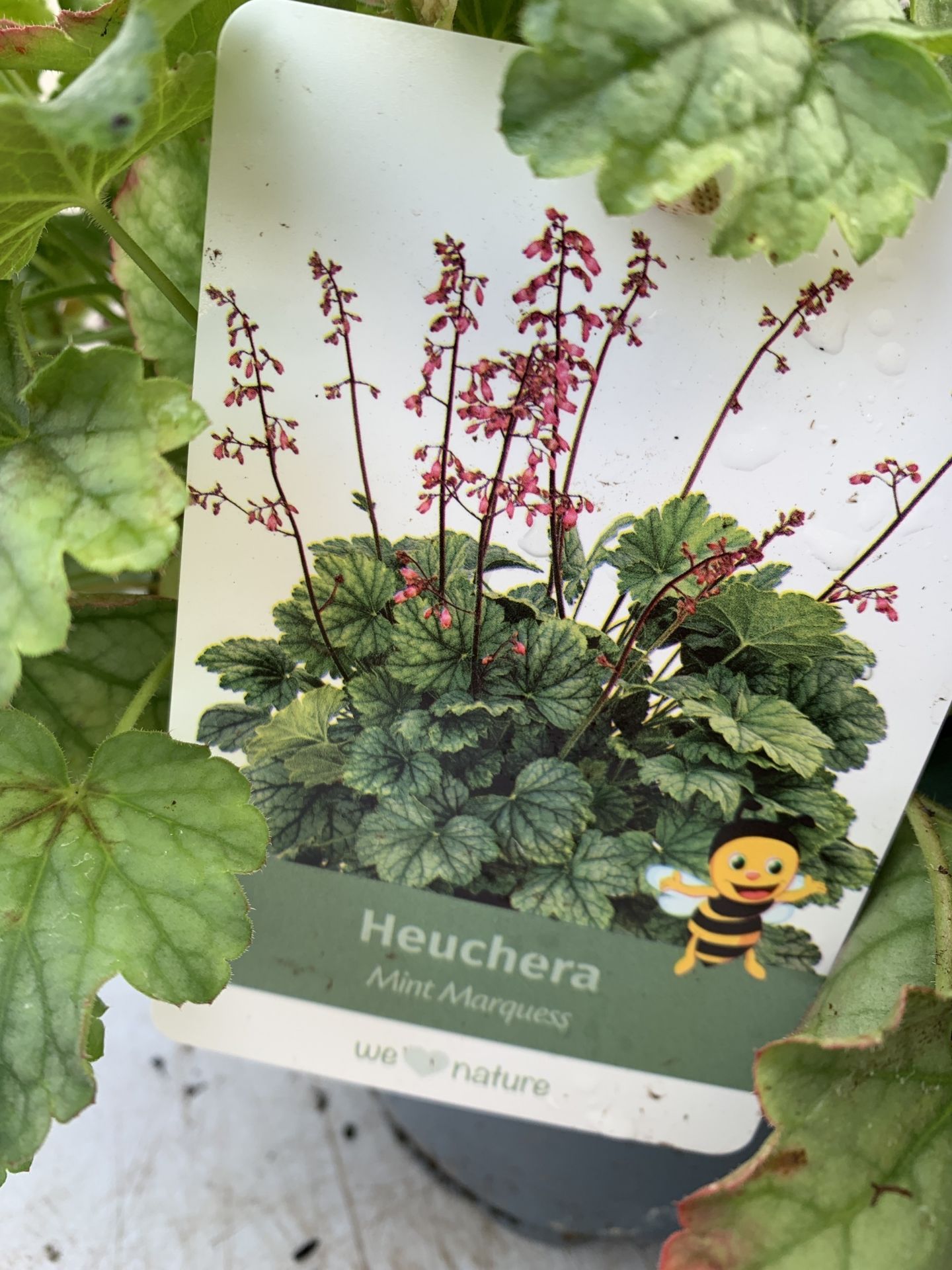 THREE MIXED COLOUR HEUCHERA - ONE 'FROSTY NIGHT', ONE 'SILVER GUMDROP' AND ONE 'MINT MARQUESS' .IN 2 - Image 4 of 5