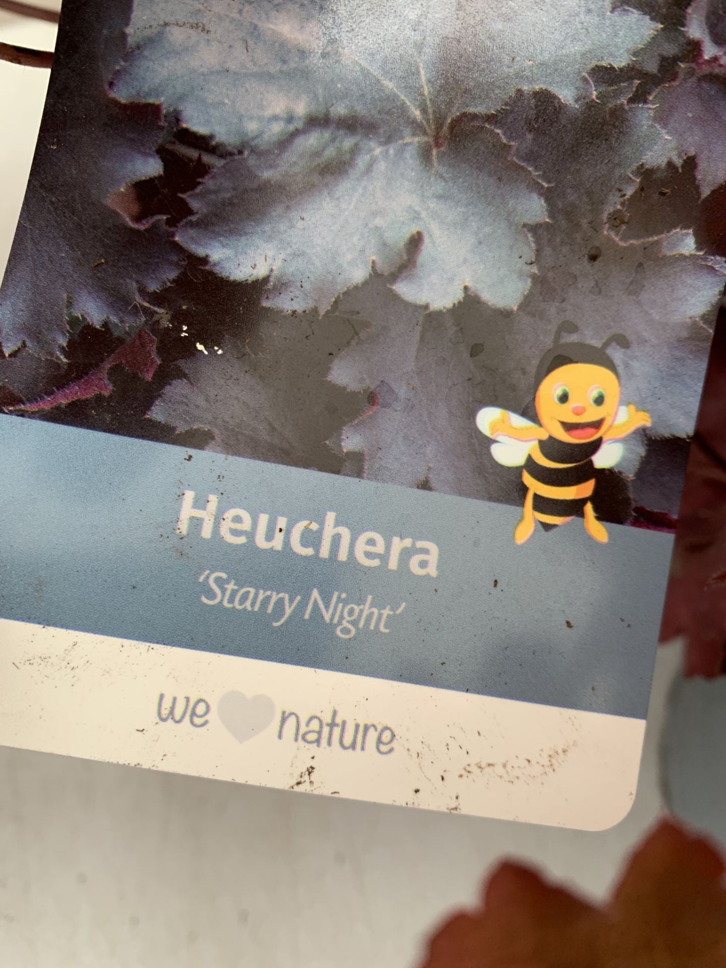 THREE MIXED COLOUR HEUCHERA - ONE 'STARRY NIGHT', ONE 'MARMALADE' AND ONE 'CHATEAU ROUGE' .IN 2 - Image 5 of 6