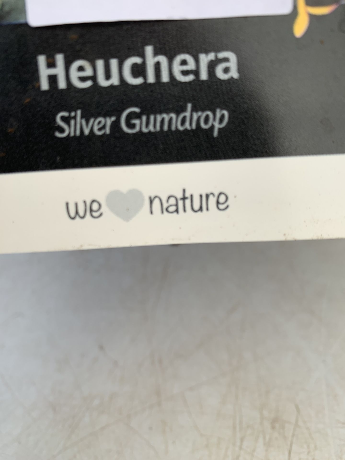 THREE MIXED COLOUR HEUCHERA - ONE 'FROSTY NIGHT', ONE 'SILVER GUMDROP' AND ONE 'MINT MARQUESS' .IN 2 - Image 5 of 5