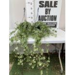 TWO IVY HANGING BASKETS - WITH LARGE WHITE HEDERA HELIX. BASKETS ARE APPROX 50CM TALL. BOTH IVY