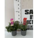 TWO VARIETIES OF AZALEA JAPONICA IN 2 LTR POTS. ONE RED 'HOT SHOT' AND PURPLE 'KONIGSTEIN' APPROX