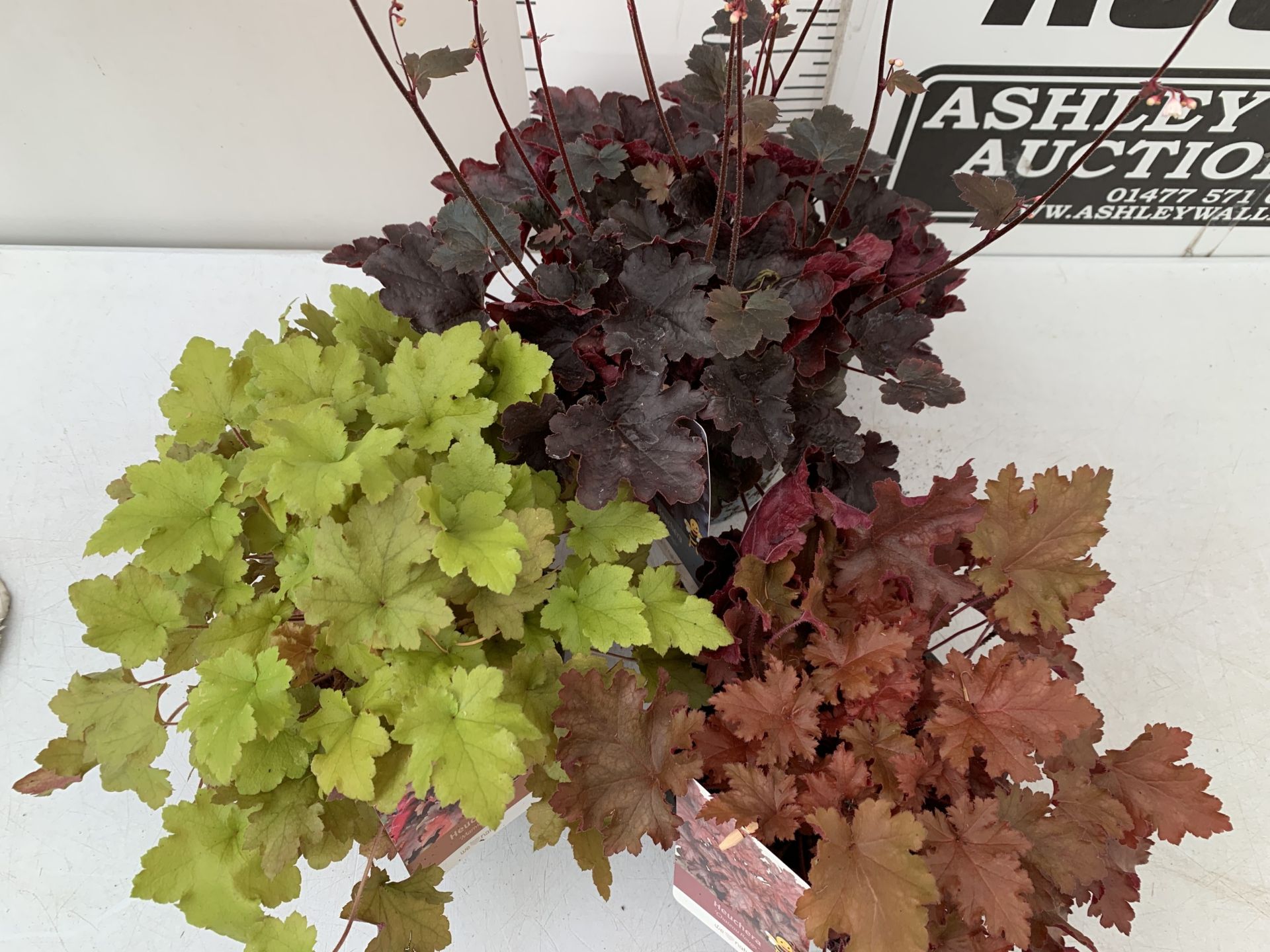 THREE MIXED COLOUR HEUCHERA - ONE 'STARRY NIGHT', ONE 'MARMALADE' AND ONE 'CHATEAU ROUGE' .IN 2 - Image 2 of 6