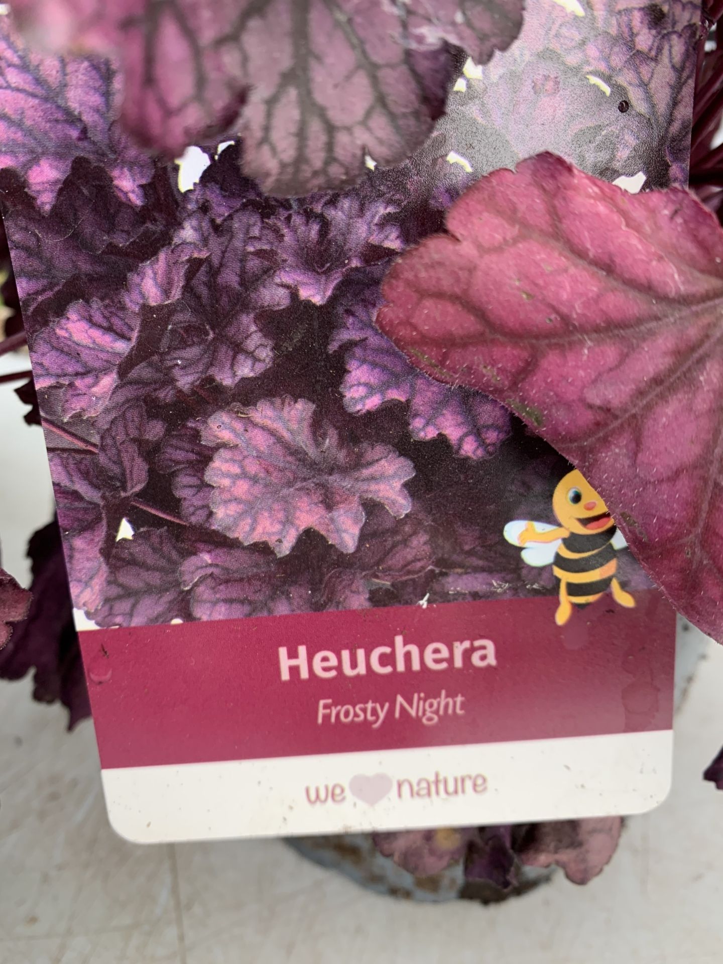 THREE MIXED COLOUR HEUCHERA - ONE 'FROSTY NIGHT', ONE 'SILVER GUMDROP' AND ONE 'MINT MARQUESS' .IN 2 - Image 3 of 5
