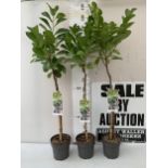THREE STANDARD LAUREL PRUNUS LAUROCERASUS 'ETNA' IN 3 LTR POTS. APPROX 140CM TALL, TO BE SOLD FOR