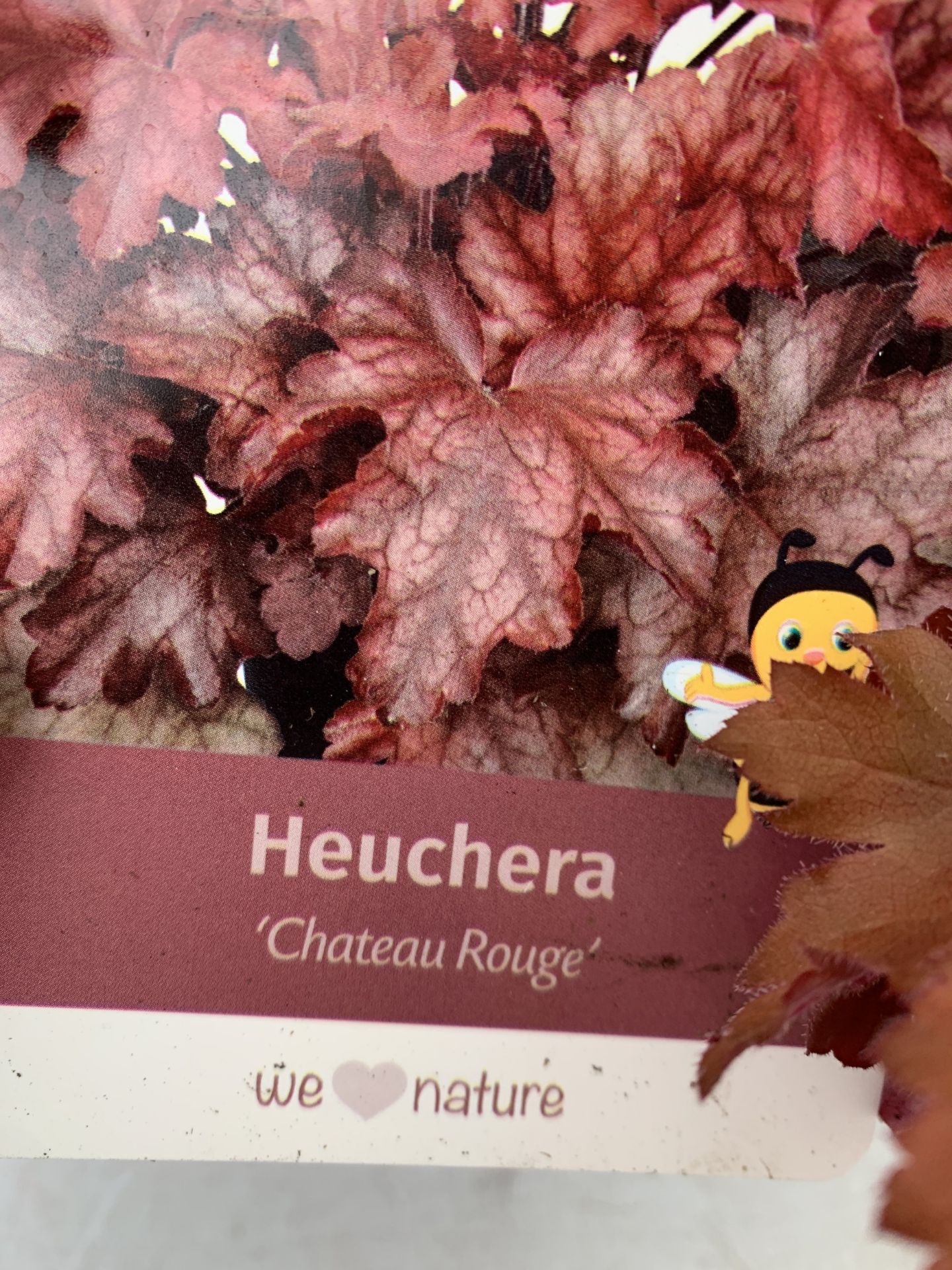 THREE MIXED COLOUR HEUCHERA - ONE 'STARRY NIGHT', ONE 'MARMALADE' AND ONE 'CHATEAU ROUGE' .IN 2 - Image 6 of 6