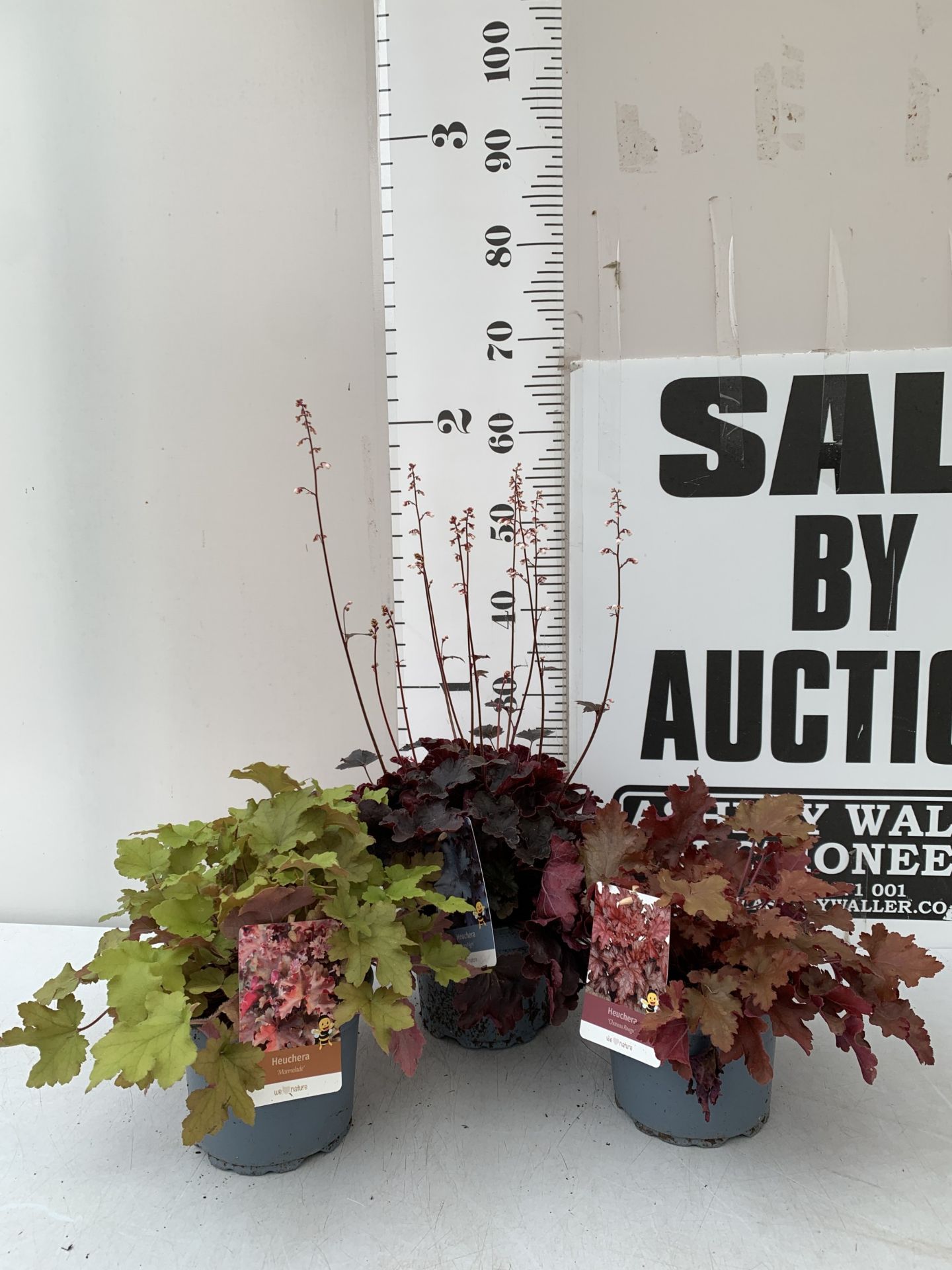 THREE MIXED COLOUR HEUCHERA - ONE 'STARRY NIGHT', ONE 'MARMALADE' AND ONE 'CHATEAU ROUGE' .IN 2
