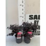 TWO LOROPETALUM CHINENSE 'BLACK PEARL' OR CHINESE FRINGE FLOWER IN 3 LTR POTS. APPROX 40-50CM