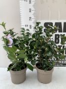 TWO LARGE CAMELLIA JAPONICAS - ONE WHITE 'BRUCHFIELD YELLOW' AND ONE PINK 'BONOMIANA'. FULL OF