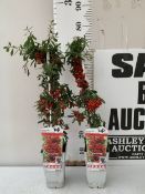 TWO PYRACANTHA COCCINEA 'RED STAR' THORNLESS SCARLET FIREHORN. INTENSE RED BERRIES THROUGHOUT